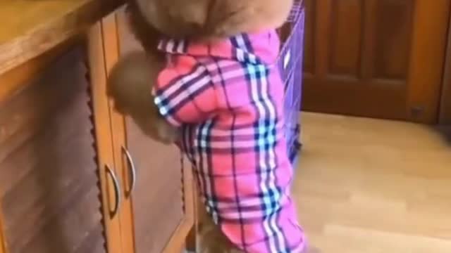 😅 Funniest Dog Shorts2021😅click description#shorts#0001