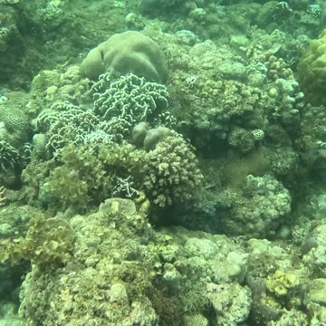 Snorkeling Adventures Philippines. Wow, so many amazing blue fish around the corals