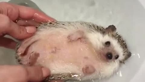 My hedgehog swims in the bath. cute video for life