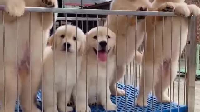 Feel the super cute look of golden retriever