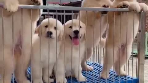 Feel the super cute look of golden retriever