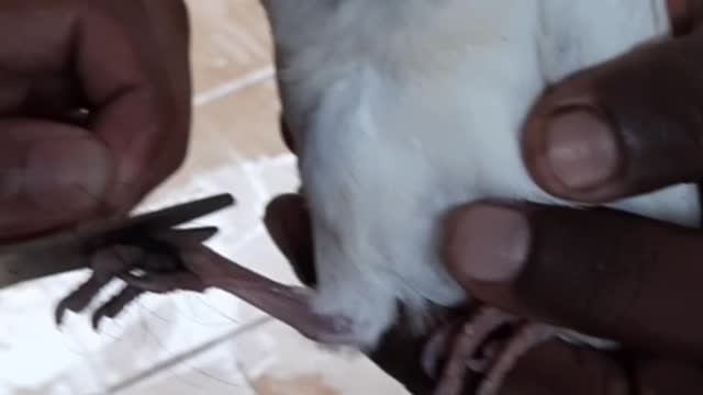 Saving the life of White Pigeon struggle with lady hair