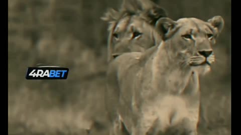 Lion video