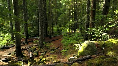 Secret woods