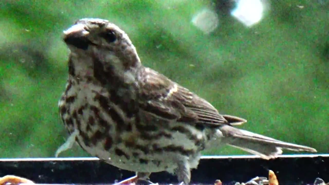 Purple Finch