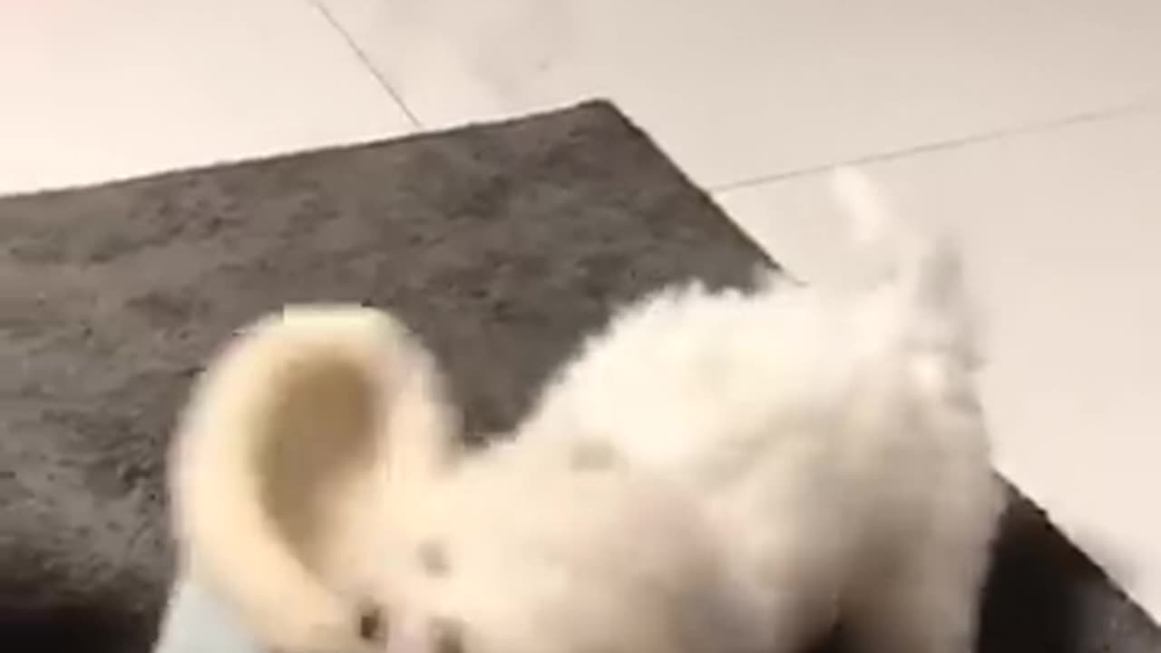 Funniest Cats and Dogs πΆπ± | Funny Animal Videos