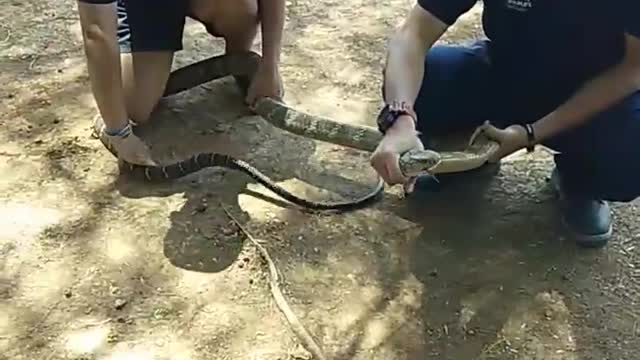 Removing King Cobra from Car