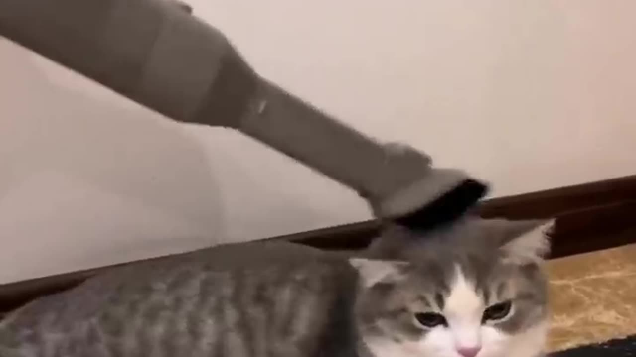 Cat approved vacuum