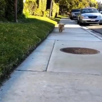 A dog playing with its owner and running in the garden of the house