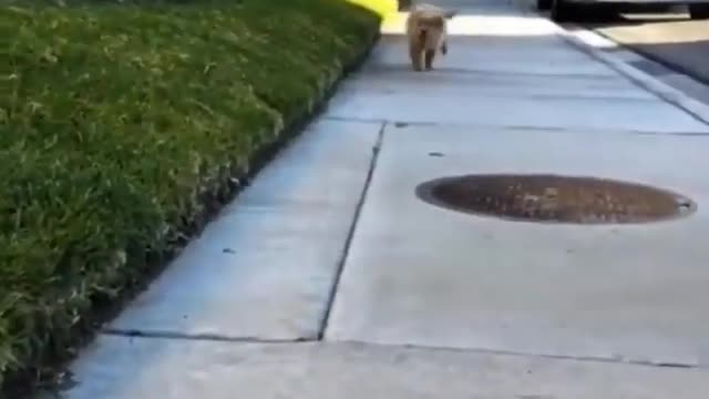 A dog playing with its owner and running in the garden of the house