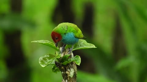 Bird in the garden