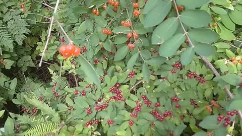 Honeysuckle