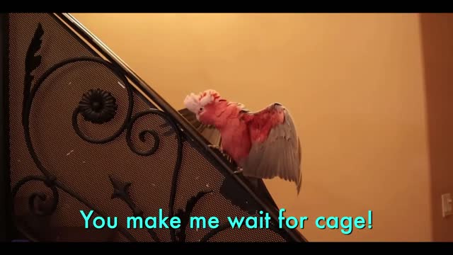 My Speaking Cockatoo Tosses Multiple Tantrums and also My Macaw Cuddles!