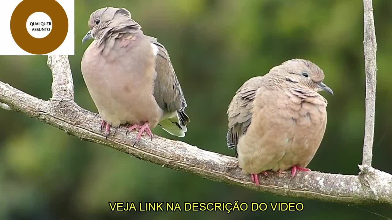 OS PÁSSAROS MAIS ENCANDTADOR DA NATUEZA/ THE MOST BEAUTIFUL BIRDS OF NATURE