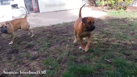 THE Most DANGEROUS DOGS In The World