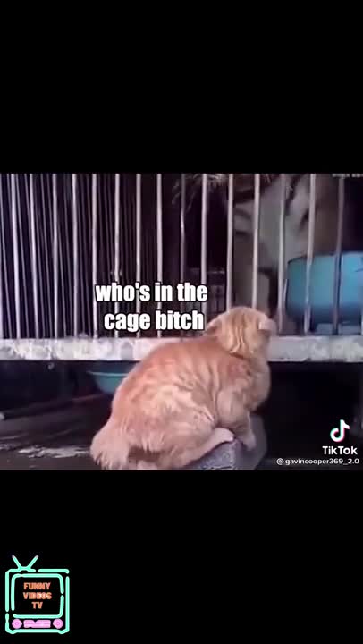 SCARED CATS FUNNY MOMENTS OF CATS STARTLED CATS #shorts #scared #cats #funny