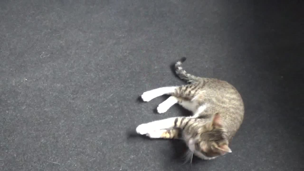 Small Cat Plays With Teaser Toy