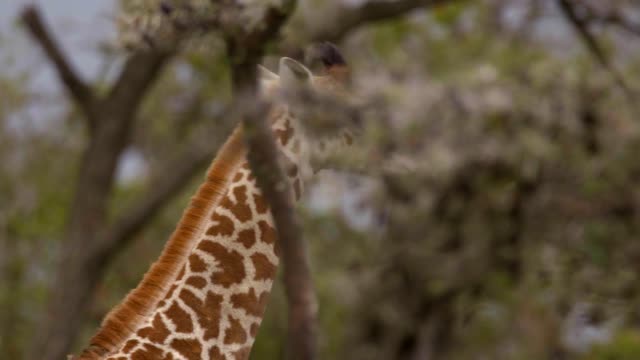 Walking giraffe great scenery