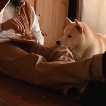 Dog Reviews Food With Girlfriend | Tucker Taste Test 12