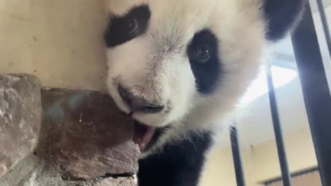 Giant panda with stuck head trying to escape