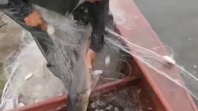 Fisherman catch Giant Fish