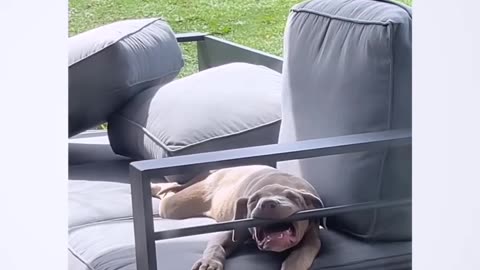 Funny Sleeping Dog