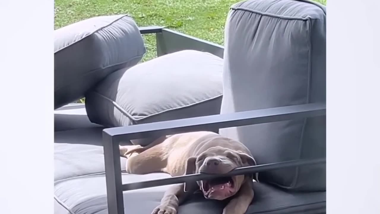 Funny Sleeping Dog