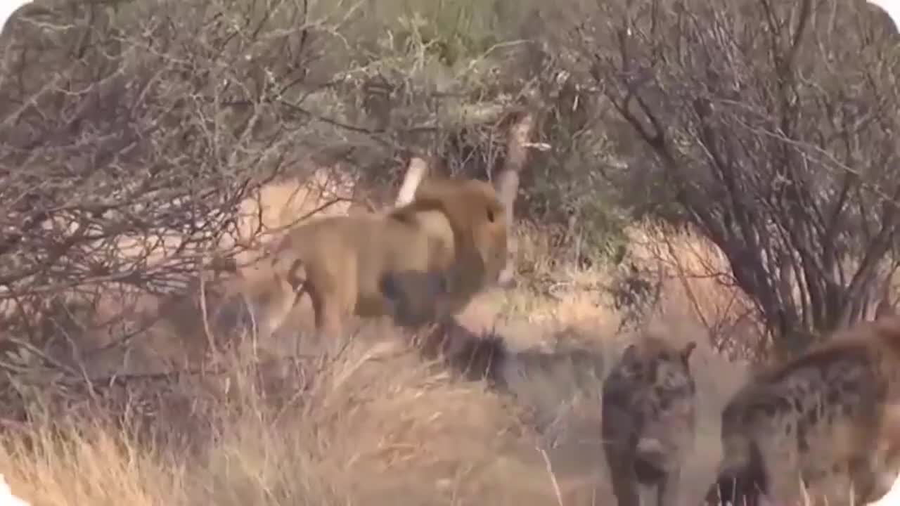 WILD ANIMALS HUNTING PREY COMPILATION