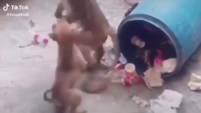 Dog 🐶🐶and monkey🙉🙉🙉 funny fight🤣🤣🤣