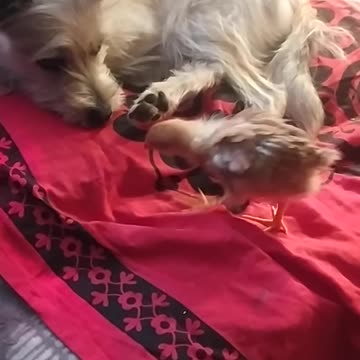 Luna and Goldi go to sleep