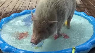 Pig Beats the Summer Heat