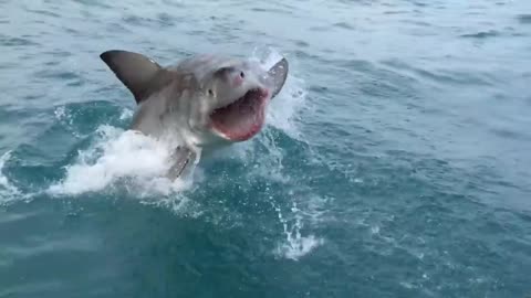 shark saying ''Hello''