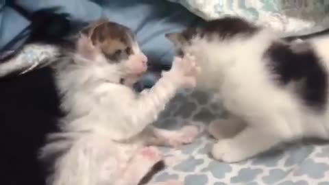 Cat fight among brothers