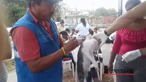 Jornada de vacunación de animales en Cartagena