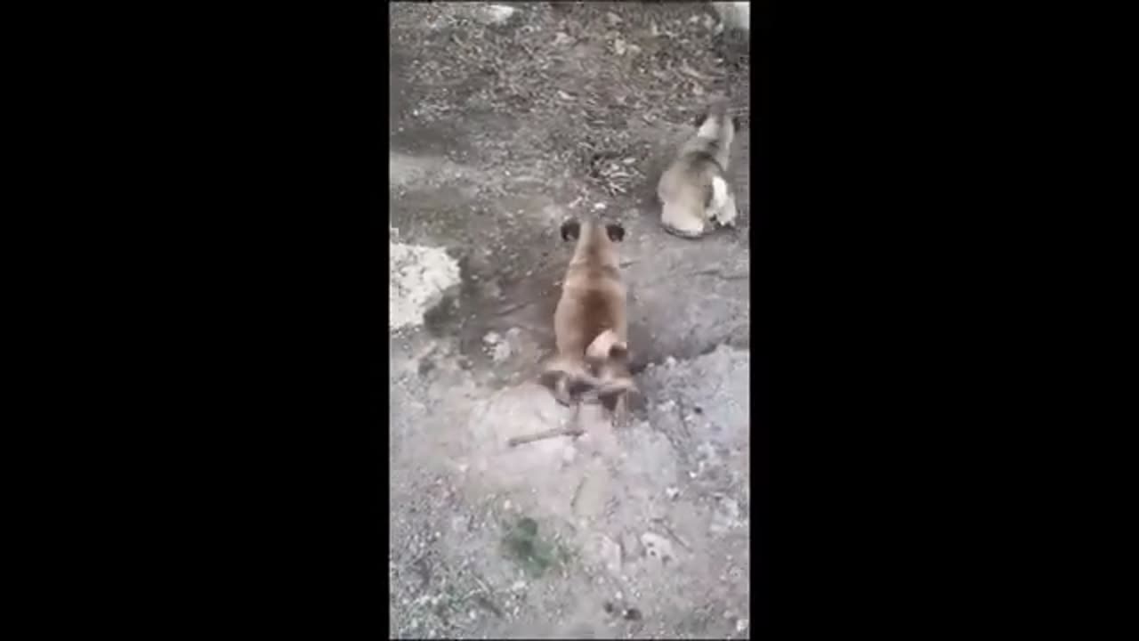 Animals funny videos