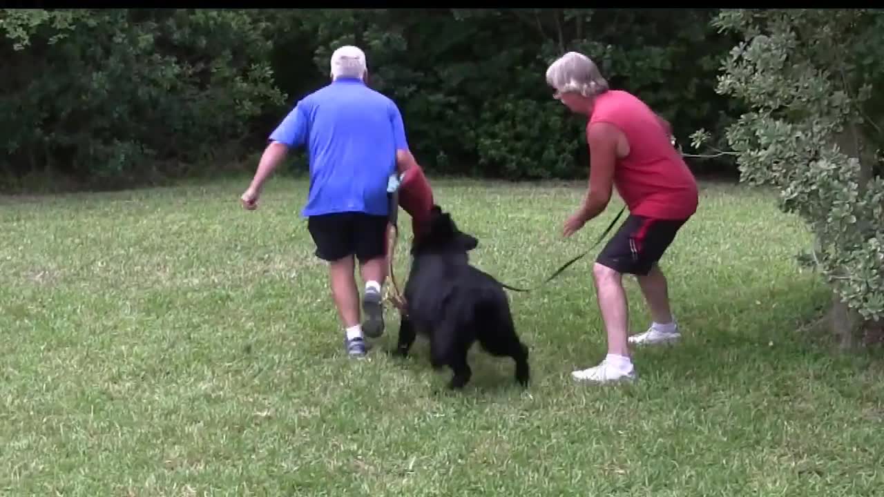 Dog Training Video