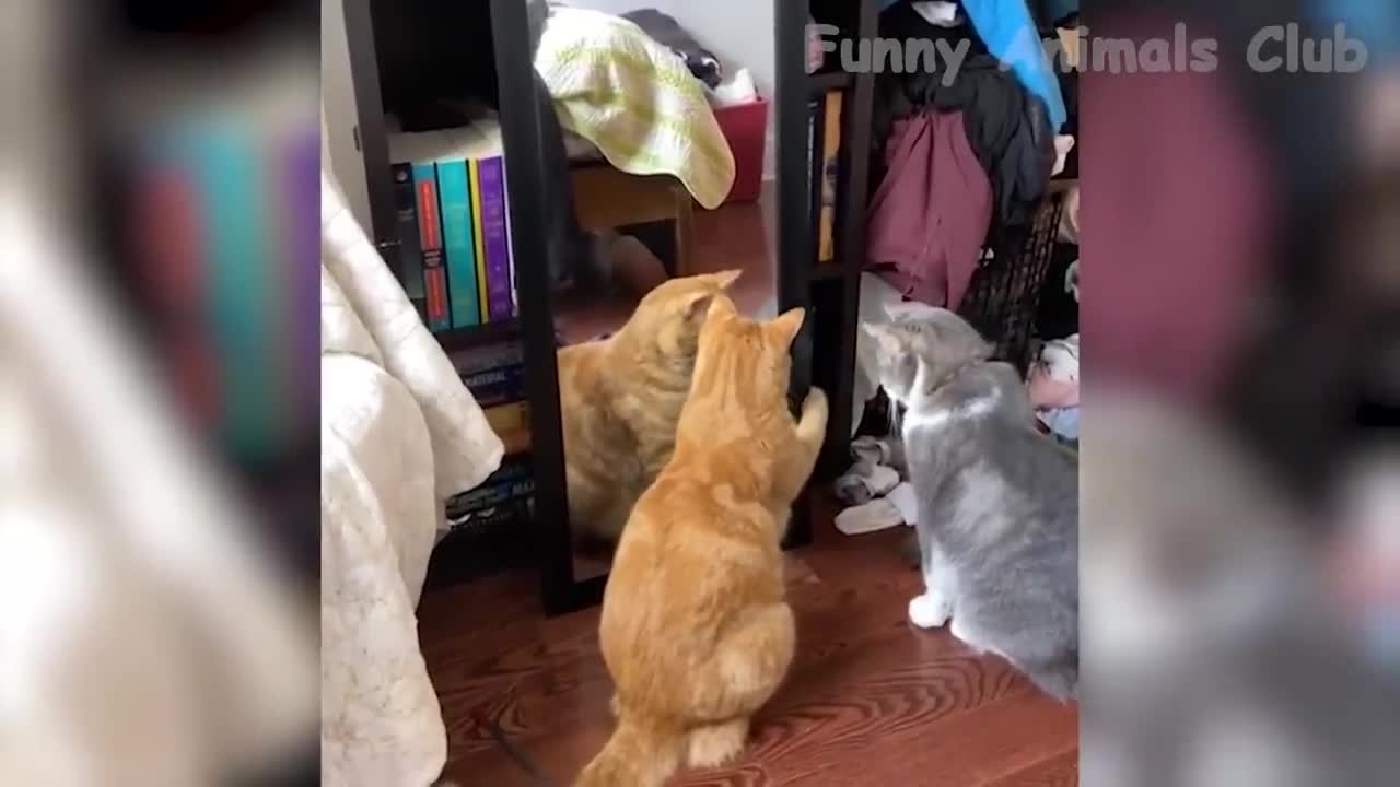 Funny Animal Videos 2022