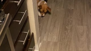 Friendly corgi.... turns Savage
