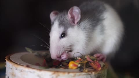 🐹The Cute Hamster Eating Some food🐹