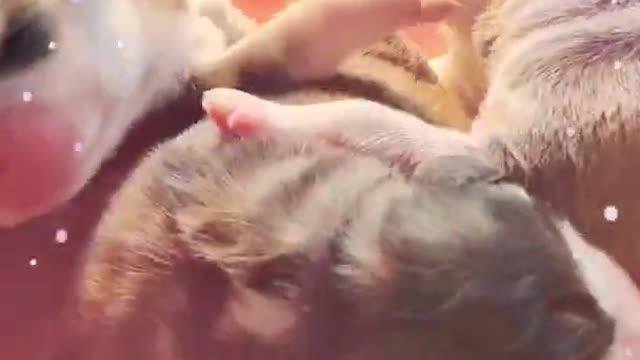 Funniest and Cutest Puppies,