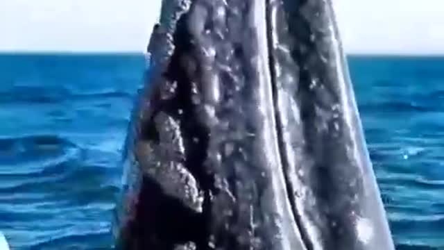 The whale rolled over on the surface of the sea