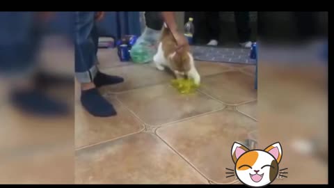 funny cat videos Funny Animal