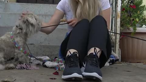 Dog Who Was Tied To A Chair Now Loves To Run On The Beach