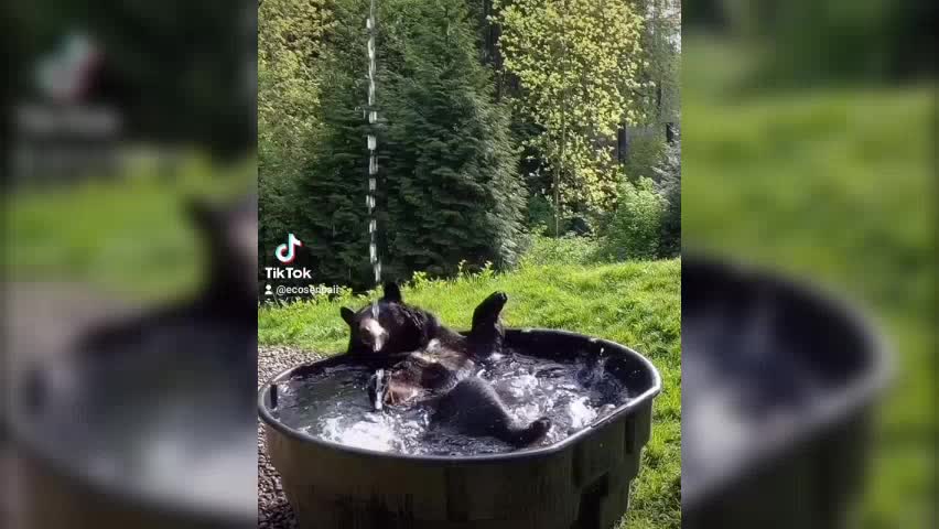 BEAR HAVING FUN IN THE BATHTUB 🙀😵😍😍