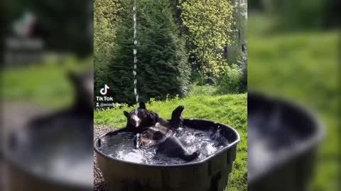 BEAR HAVING FUN IN THE BATHTUB 🙀😵😍😍