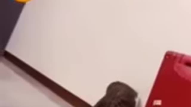 Funny cat