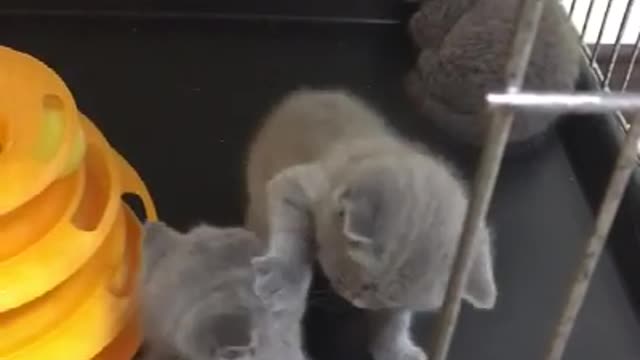 Cat Fights Cat Funny Vines - Funny Cat Videos