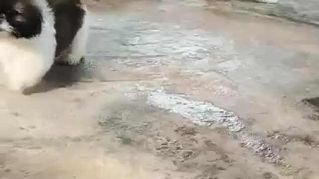 Adorable Shih-tzu puppies playing around