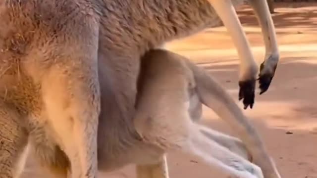When you think you are still a baby, but the actual situation is... # animal world # kangaroo 🦘