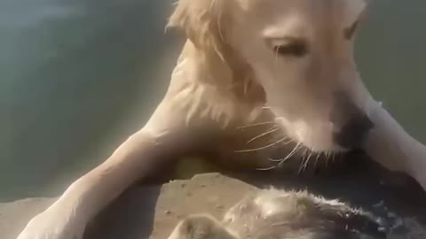 Dog 'Saved' Duck during swim in Lake